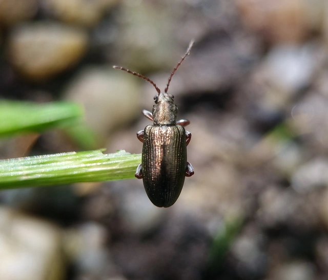 Plateumaris consimilis - rövidnyakú sásbogár