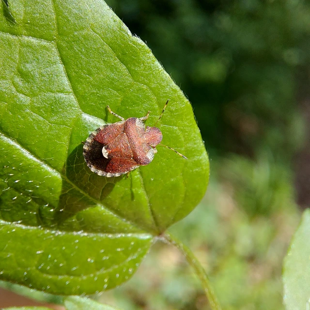 Dyroderes umbraculatus Dyroderes umbraculatus