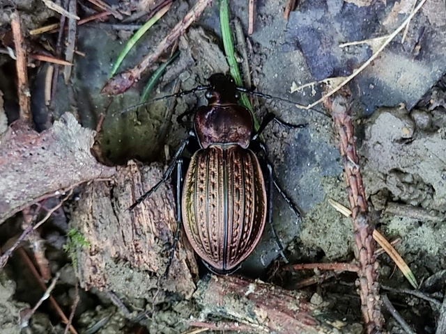 Carabus ulrichii - rezes futrinka Carabus ulrichii - rezes futrinka