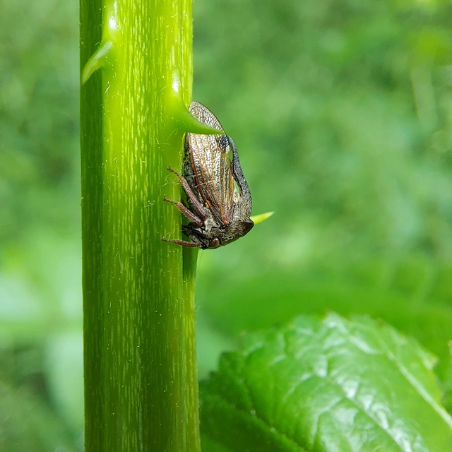 Centrotus cornutus - szarvaskabóca