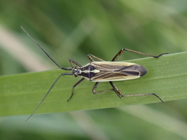 Leptopterna dolabrata - közönséges mezeipoloska