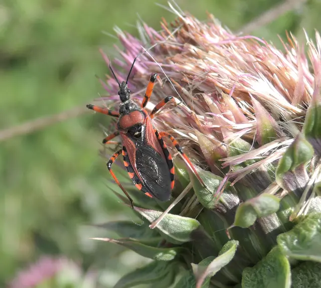 Rhynocoris iracundus - közönséges gyilkospoloska