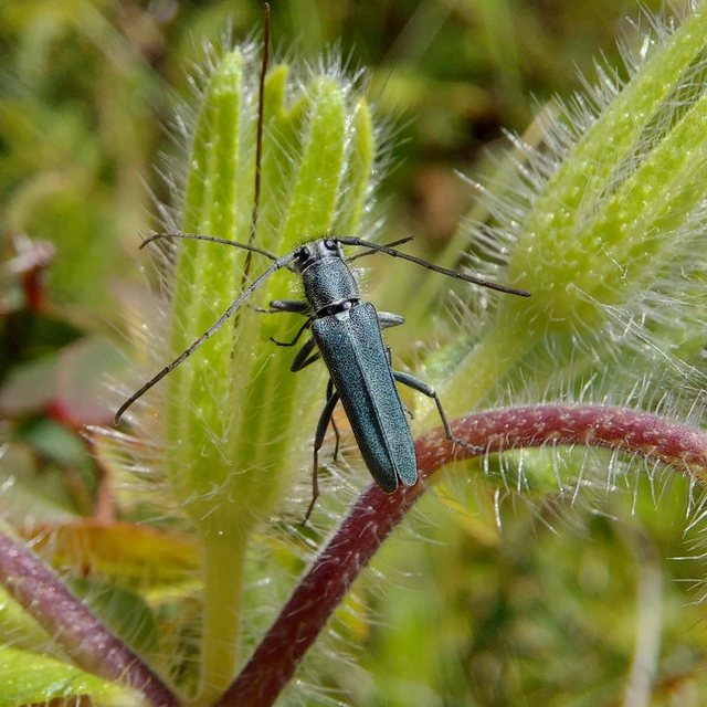 Phytoecia coerulescens - kígyósziszcincér