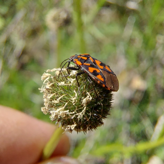 Spilostethus saxatilis - virágbodobács