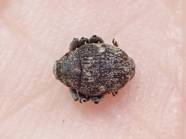 Mogulones abbreviatulus - nagy nadálytő-tarkaormányos