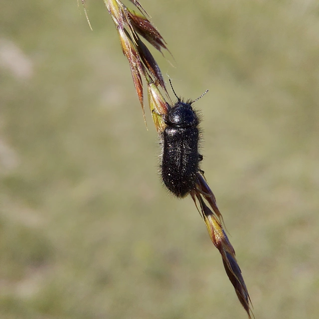 Enicopus pilosus - bundás karimásbogár