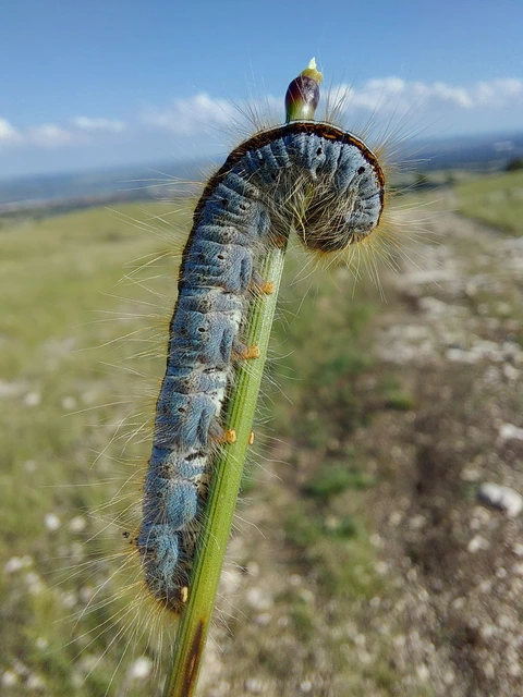 Malacosoma castrensis - kutyatejszövő