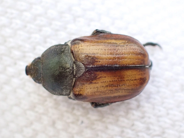 Anisoplia tempestiva - gabonaszipoly