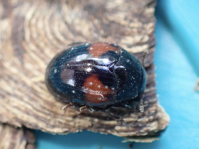 Tritoma bipustulata - feketenyakú tarbogár