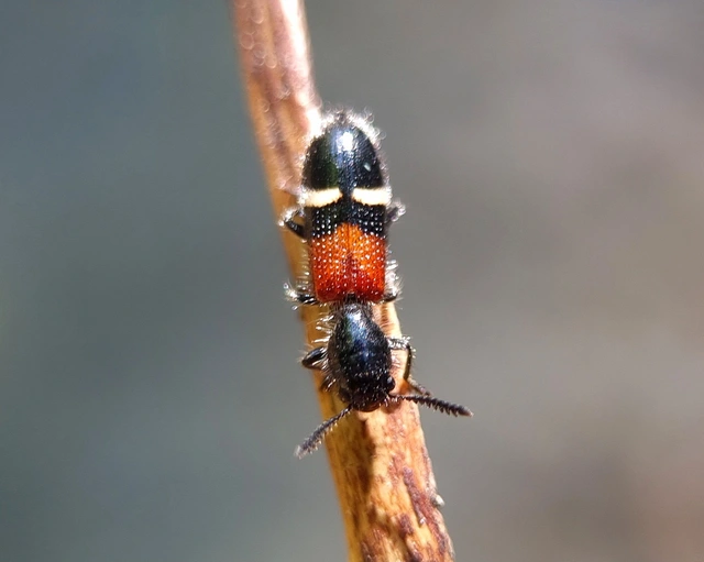 Tilloidea unifasciata - szőlő-szúfarkas