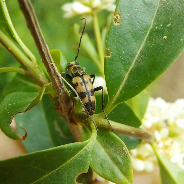 Pachytodes erraticus - rajzos virágcincér
