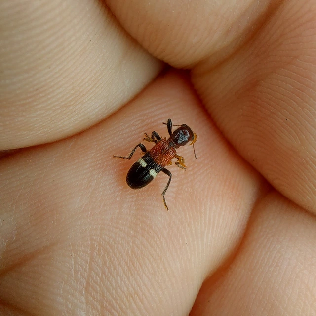 Opilo taeniatus - szalagos szúfarkas