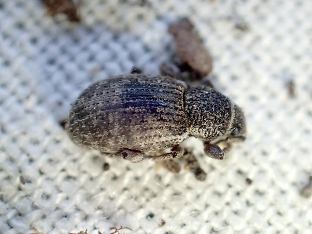 Mesagroicus obscurus - dülledtszemű libatopormányos