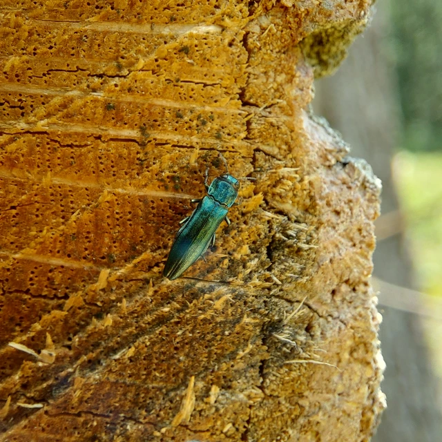 Agrilus sulcicollis - hengeres karcsúdíszbogár