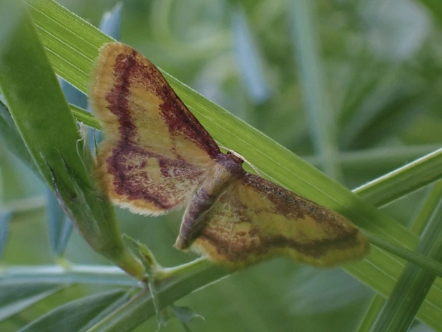 Idaea muricata - mocsári pirosaraszoló