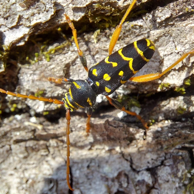 Plagionotus arcuatus - bársonyos darázscincér