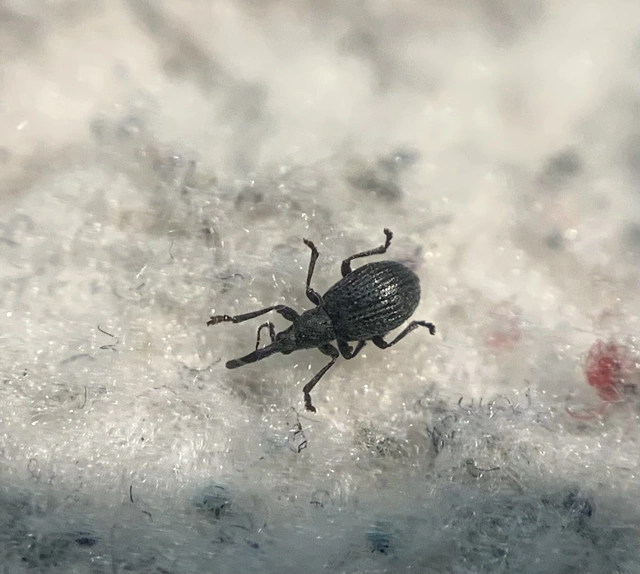 Ischnopterapion loti - szarvaskerep-cickányormányos
