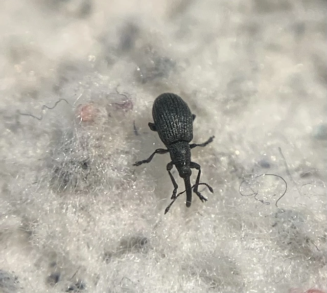 Ischnopterapion loti - szarvaskerep-cickányormányos