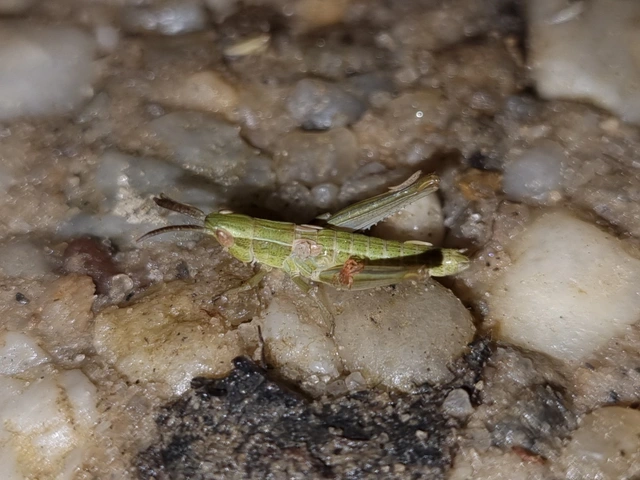 Euthystira brachyptera - smaragdzöld sáska