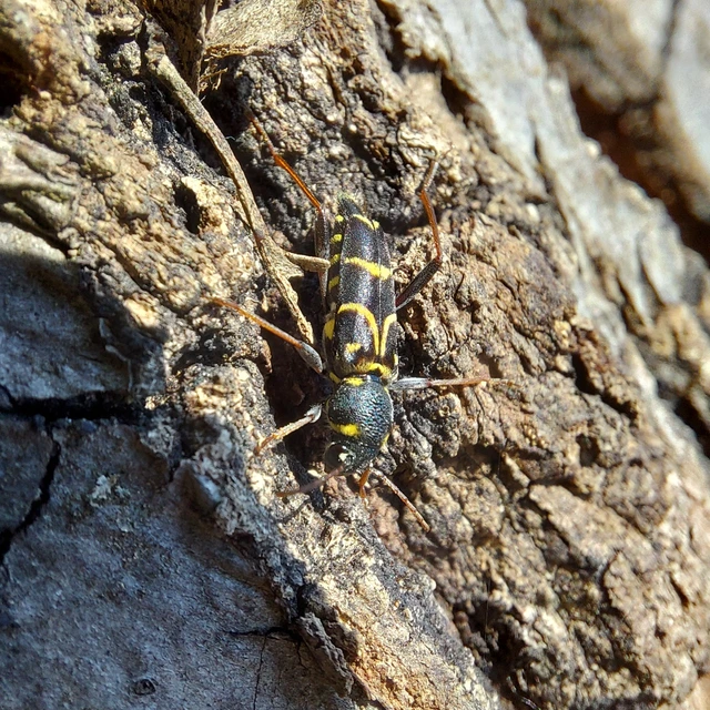 Xylotrechus antilope - fürge darázscincér