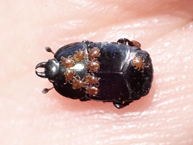 Hololepta plana - lemez-sutabogár