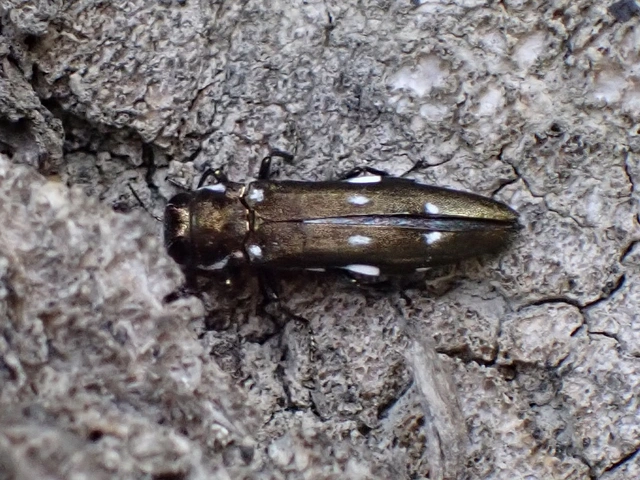 Agrilus ater - hatpettyes karcsúdíszbogár