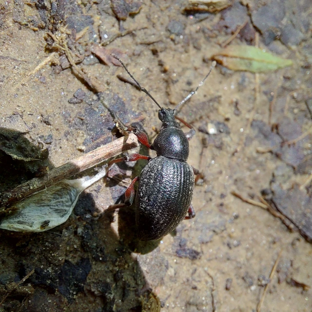 Otiorhynchus hungaricus - magyar gyalogormányos