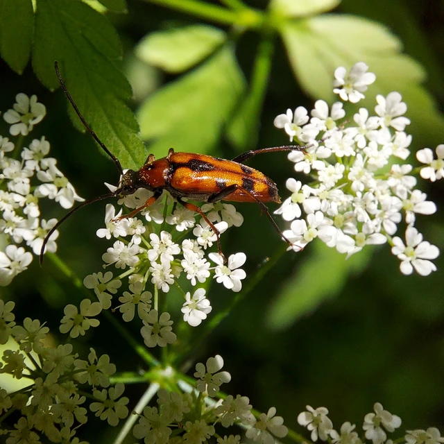 Stenurella septempunctata - hétpettyes karcsúcincér