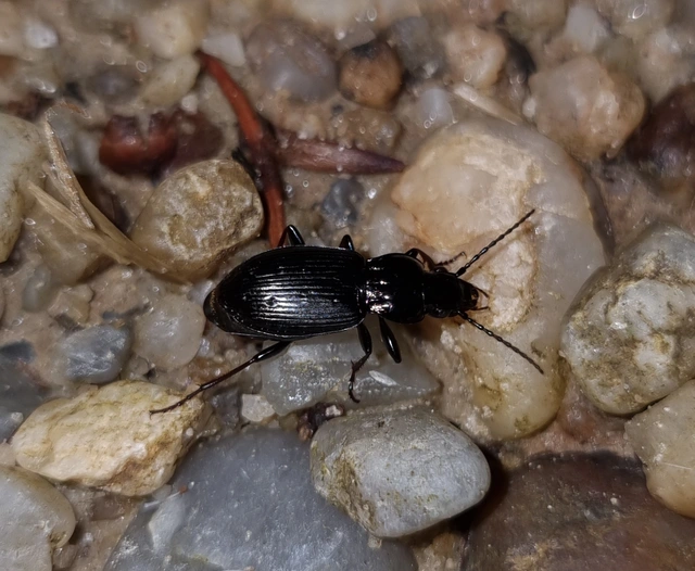 Pterostichus oblongopunctatus - gödörkés gyászfutó