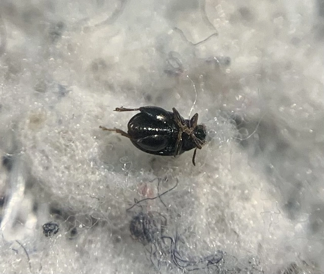 Chaetocnema tibialis - répa-földibolha Chaetocnema tibialis - répa-földibolha