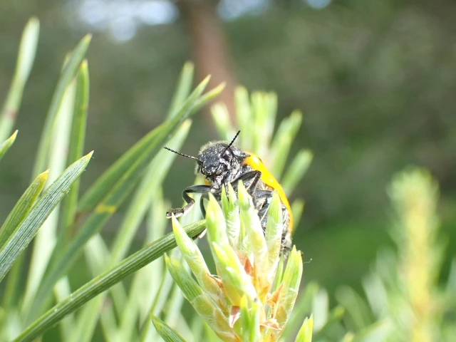 Lachnaia sexpunctata - szőrösnyakú zsákhordóbogár