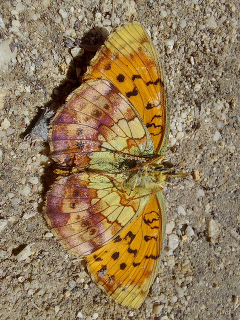 Brenthis daphne - málna-gyöngyházlepke