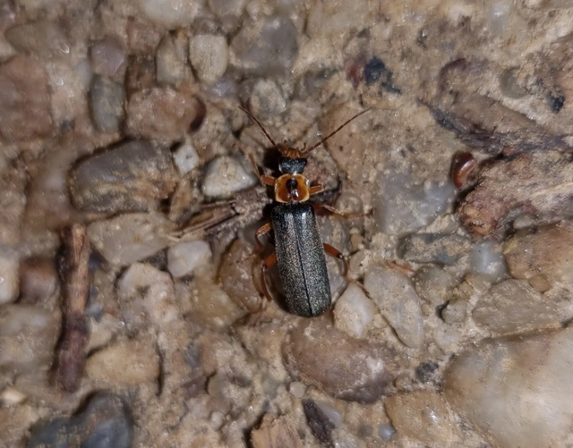 Cantharis nigricans - feketéllő lágybogár