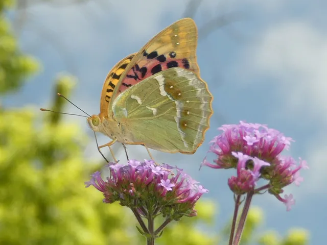 Argynnis pandora - zöldes gyöngyházlepke