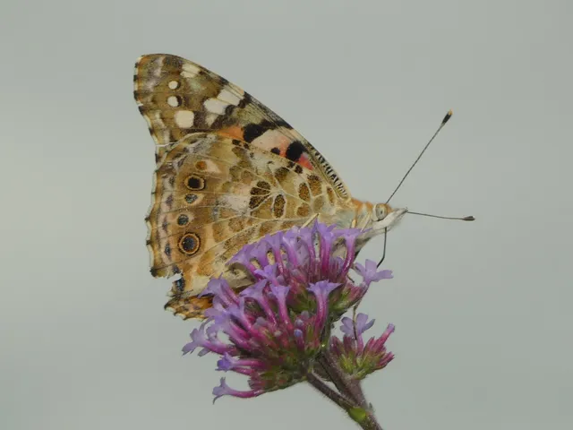 Vanessa cardui - bogáncslepke