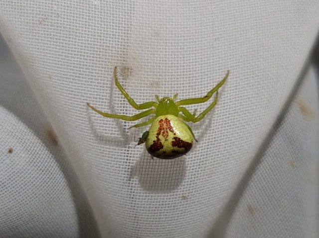 Ebrechtella tricuspidata - alakoskodó karolópók