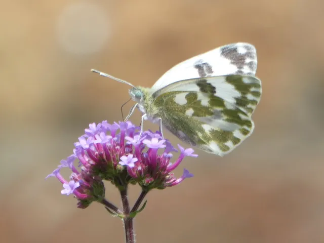 Pontia edusa - rezedalepke
