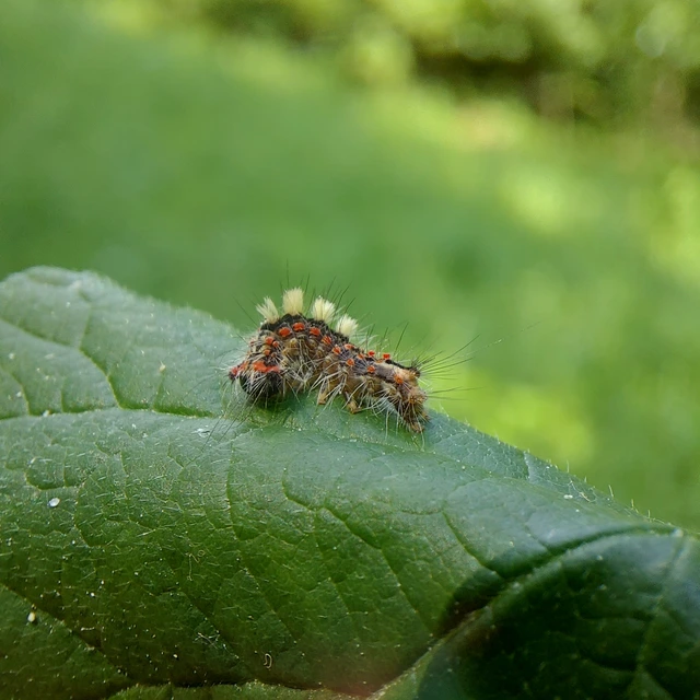 Orgyia antiqua - rozsdabarna kisszövő