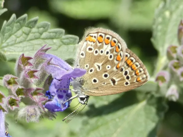 Polyommatus icarus - közönséges boglárka