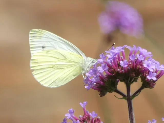 Pieris napi - repcelepke
