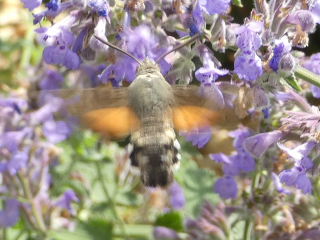 Macroglossum stellatarum - kacsafarkú szender