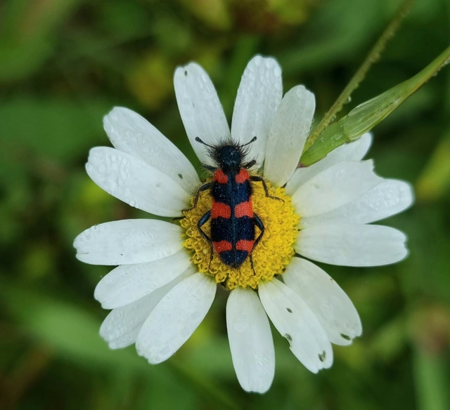 Trichodes favarius - hatfoltos méhészbogár