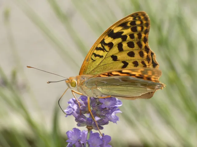 Argynnis pandora - zöldes gyöngyházlepke