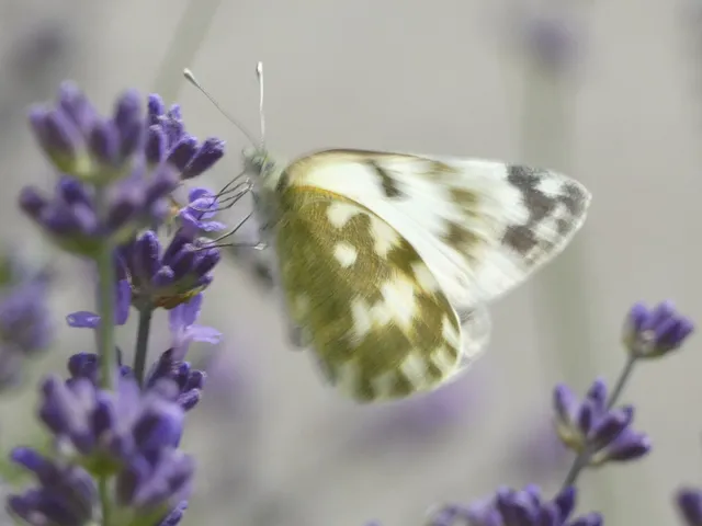 Pontia edusa - rezedalepke