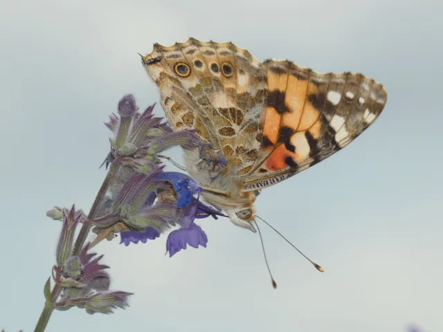 Vanessa cardui - bogáncslepke