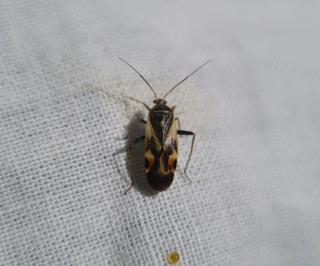 Polymerus Polymerus