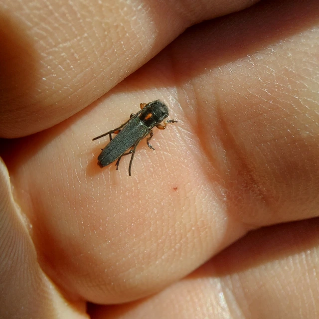 Phytoecia pustulata - parányi fűcincér