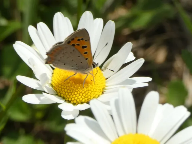 Lycaena phlaeas - közönséges tűzlepke