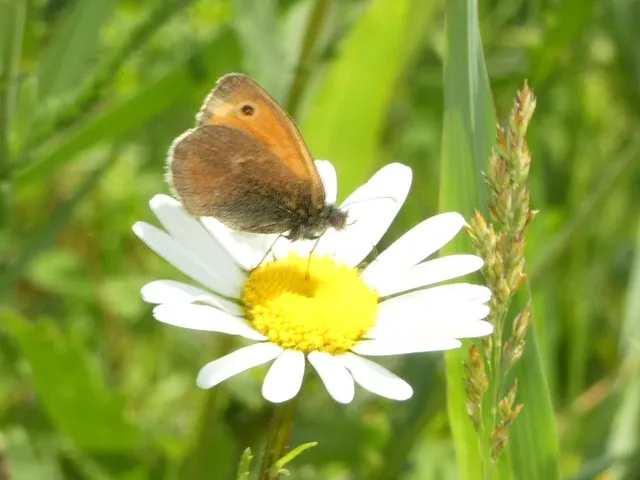 Coenonympha pamphilus - kis szénalepke