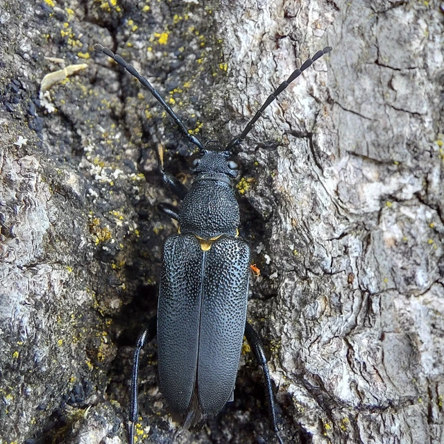 Stictoleptura scutellata - hegyi virágcincér